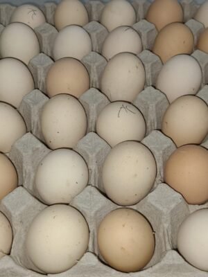 Hatching eggs