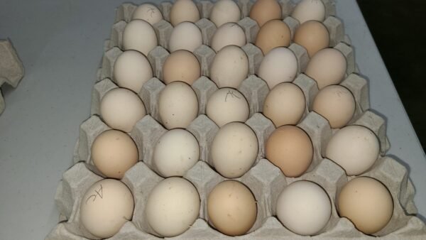 Hatching eggs