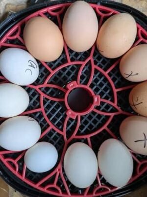 Fresh Eggs