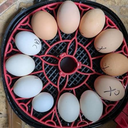 images (10) Fresh Eggs