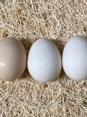 Fertile Egg