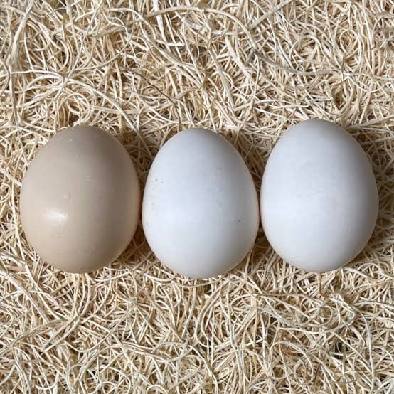 Fertile Egg