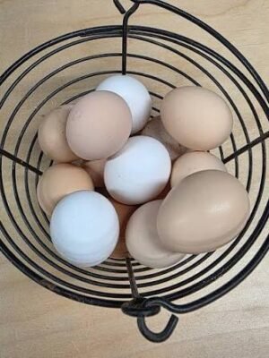 Fresh Eggs